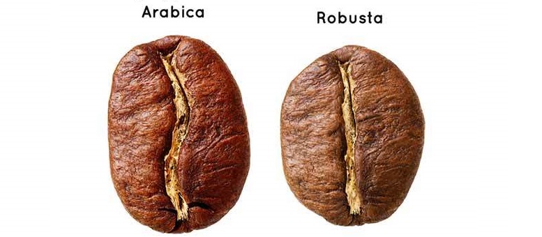Robusta proti arabice